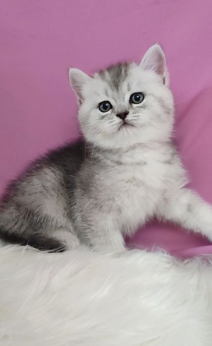 Серебро шиншилла мальчик