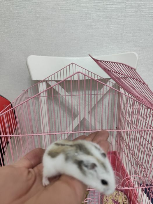 Хомяк шунгарик девочка