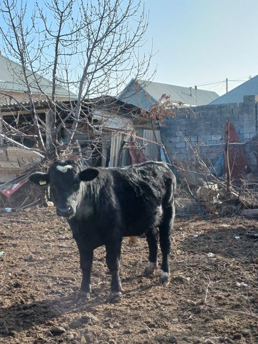 2 жасар бука сатылады