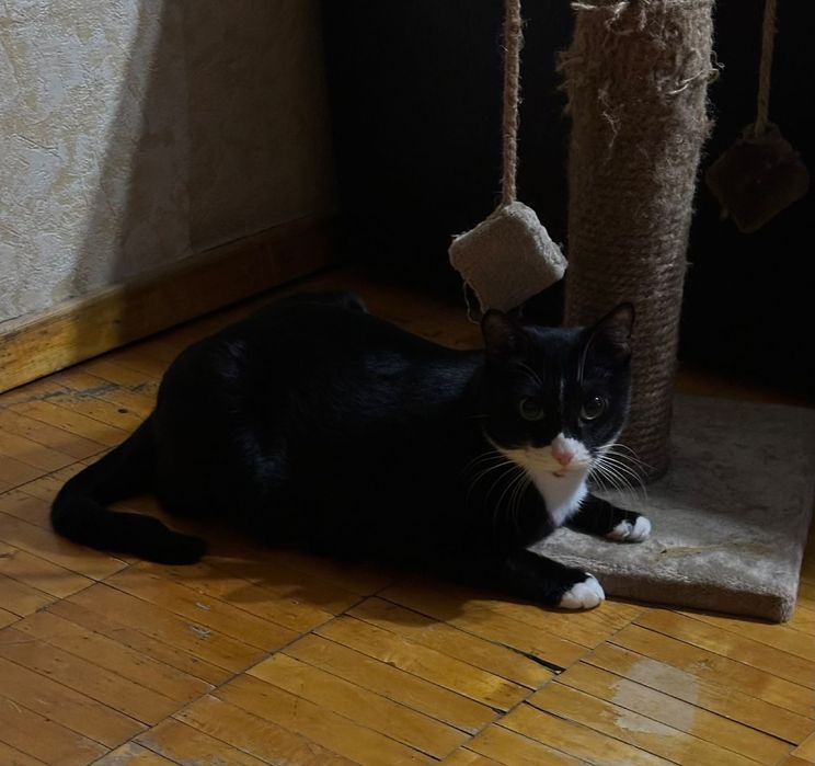 Отдам кота мальчика за шоколад