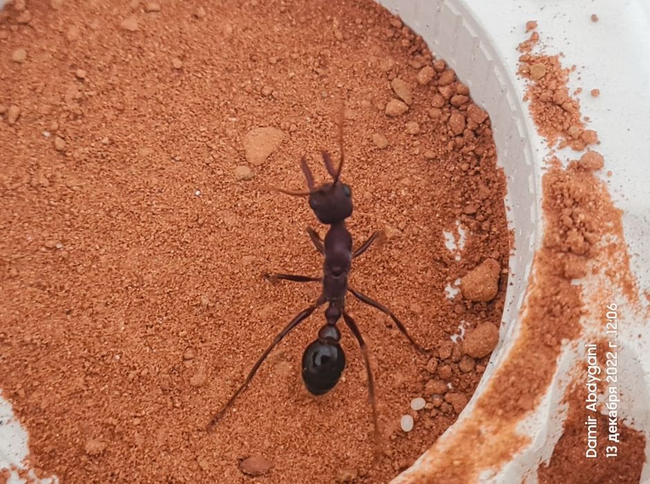 Myrmecia forficata | муравей-бульдог