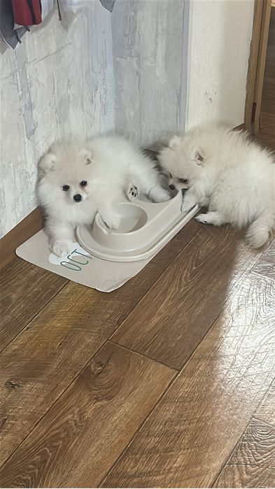Щенок немецкий померанский шпиц к продаже.