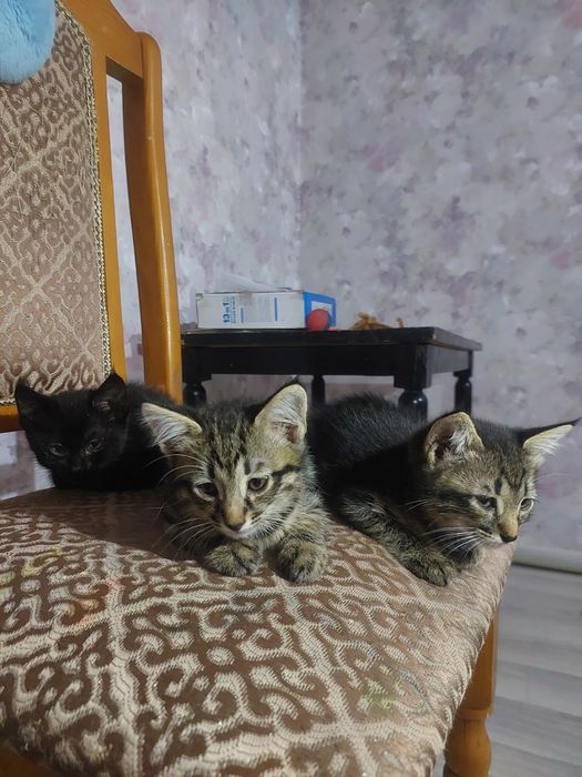 Отдам котят в добрые руки