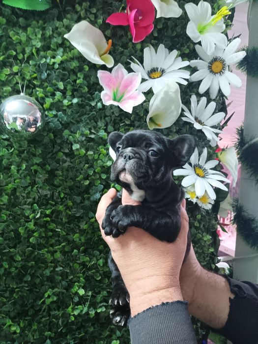 Френски булдог french bulldog