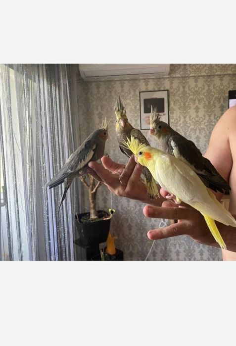 Кареллы ручные птенцы