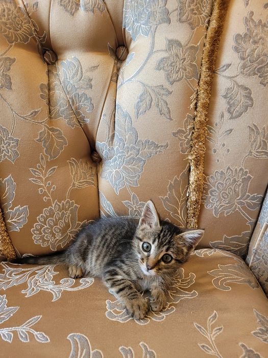 Котёнка  в хорошие руки