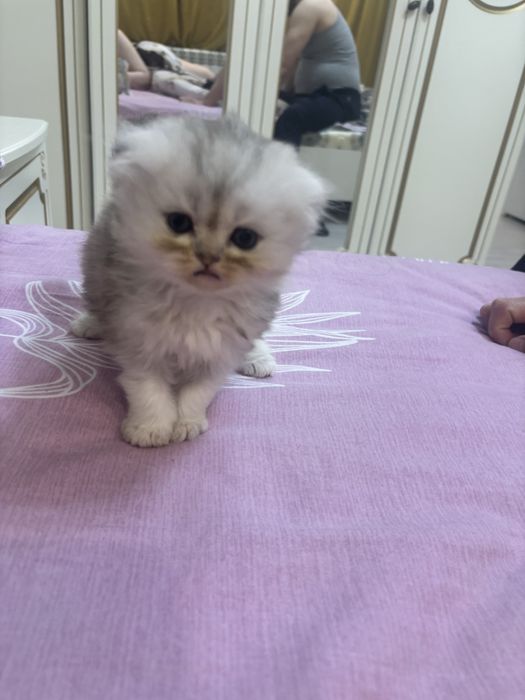 шотландские котята