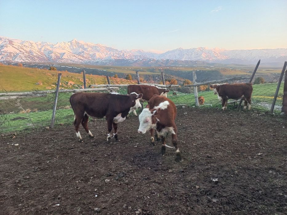 Бычоктар сатыларды