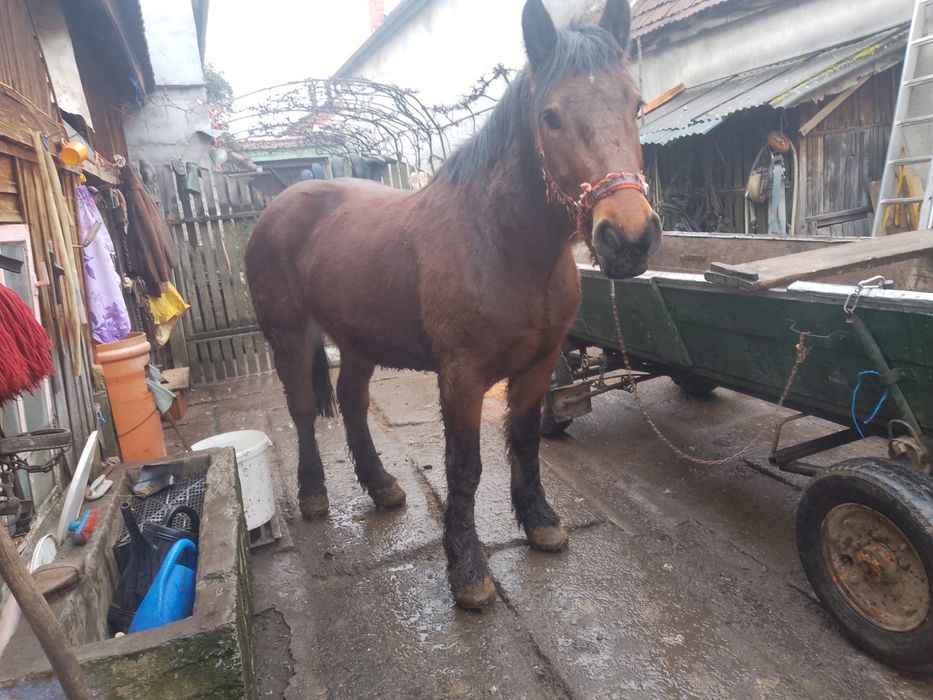 Cal de 3 ani jumate de vanzare