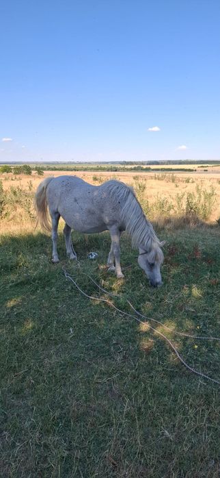 Iapa de vânzare, mânz în burta