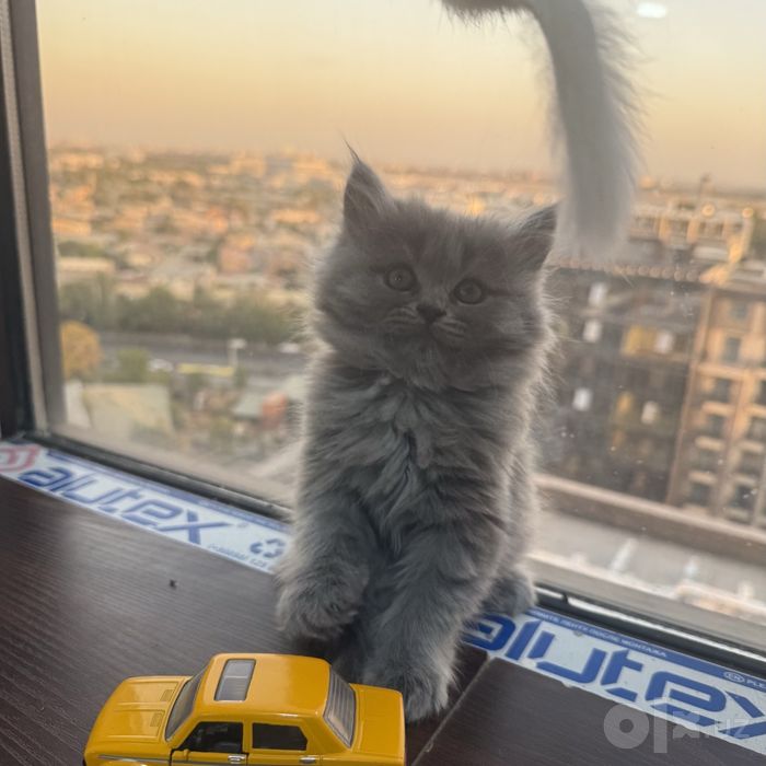 Британские котята чистокровные