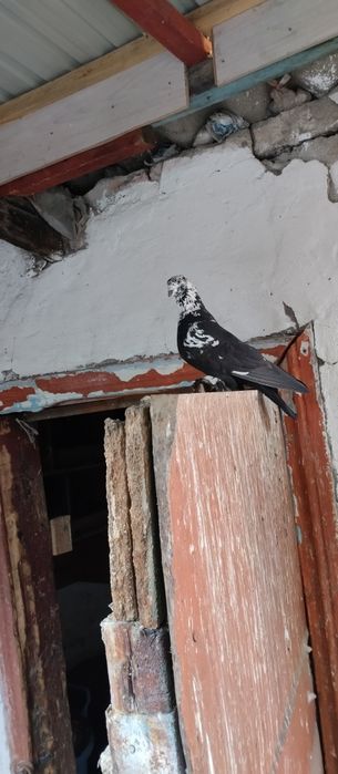 птицы,разные голуби
