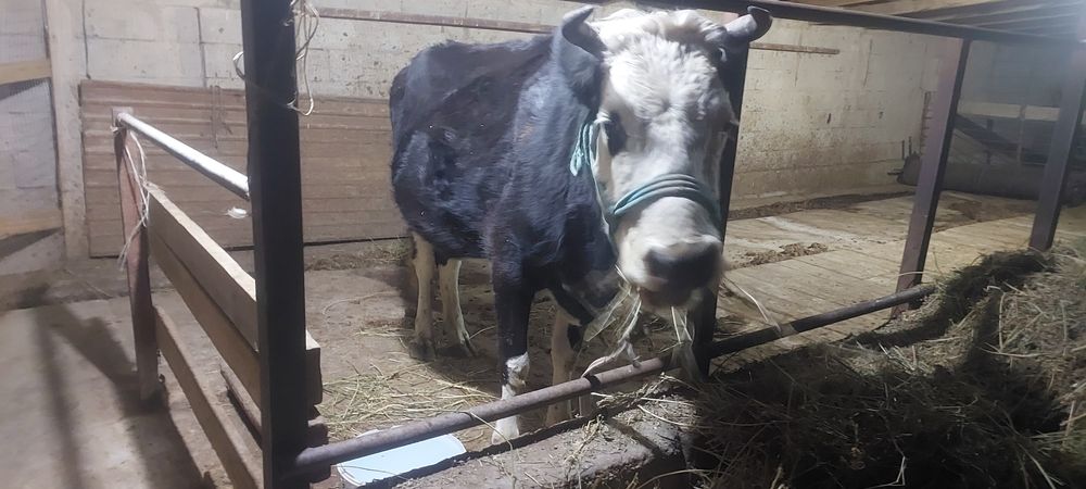 1 туган кунажын.