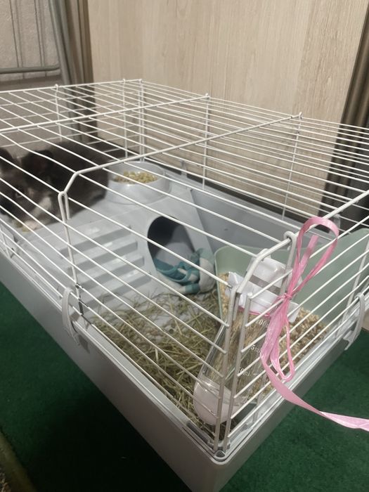 Продам декоративного кролика