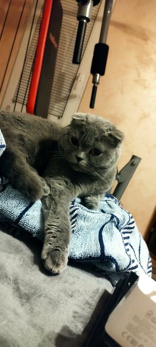 Британски късокосмести котенца