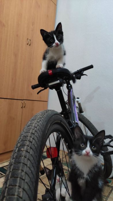 Отдам даром котята