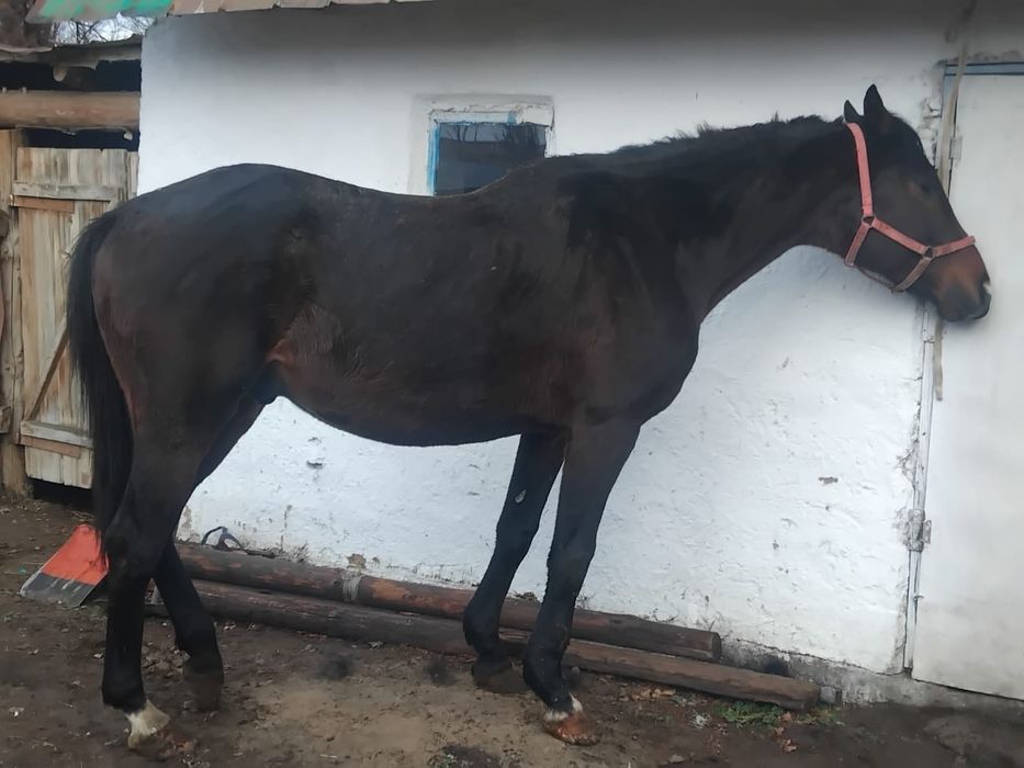 Таза қанды айғыр сатылады