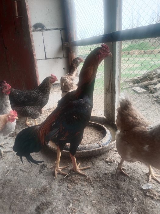 Қораз сатылады дакан