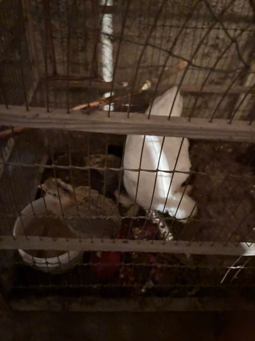 Японски таук кораз