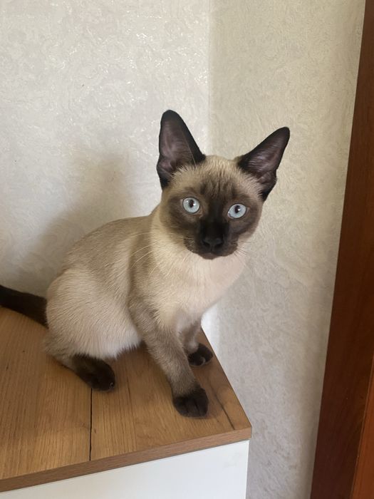 Отдам катенка мальчик