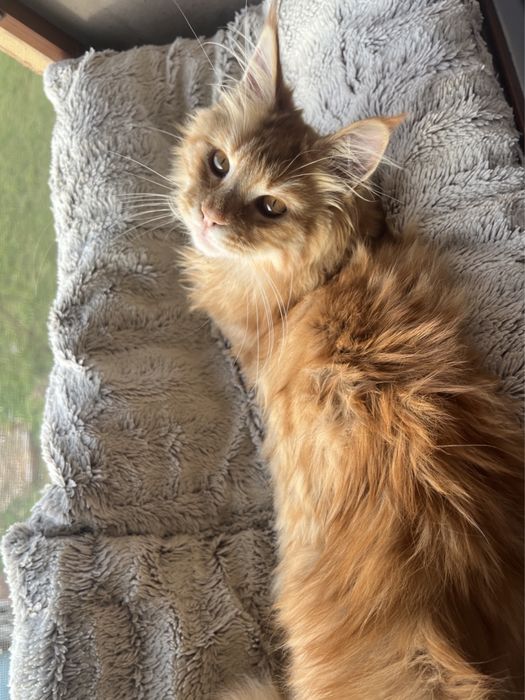pui Maine Coon fetita PEDIGREE Felisa