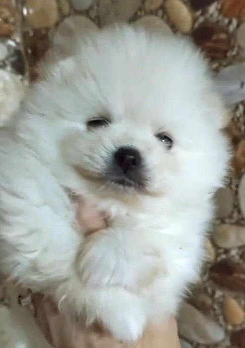 Щенки шпица мини