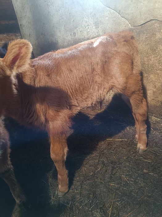 Продаю теленка бычок