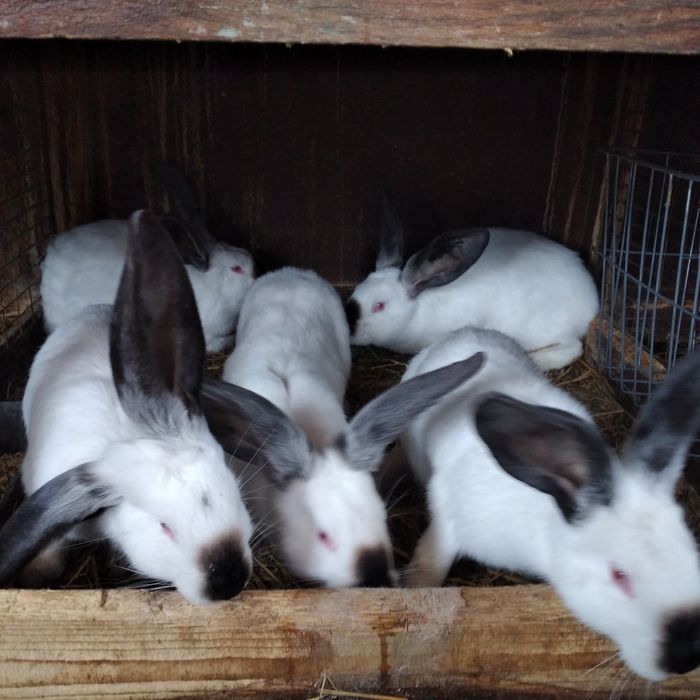 Disponibili iepuri urias de Transilvania tatuați