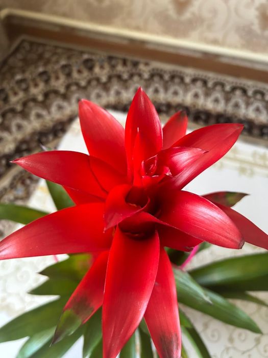 Проддам цветок гусмания