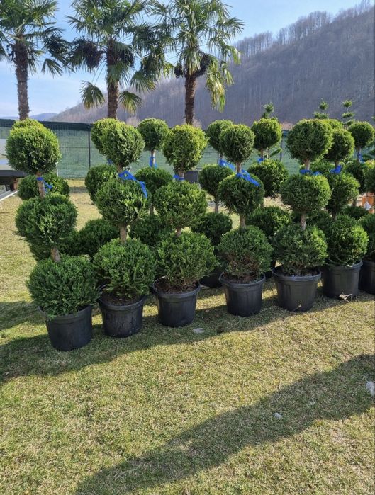 Pom Pon de vânzare – DESIGN DEOSEBIT!