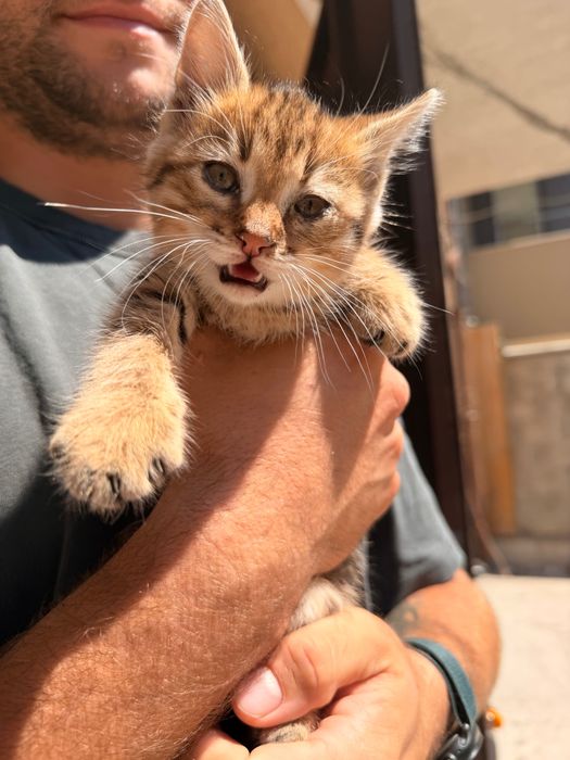 Подаряваме мъжко коте Киви
