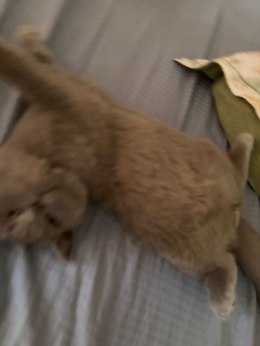 Котенок 4 месяца