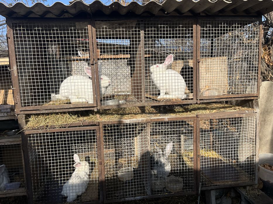 Клетки для еоллов и цыплят