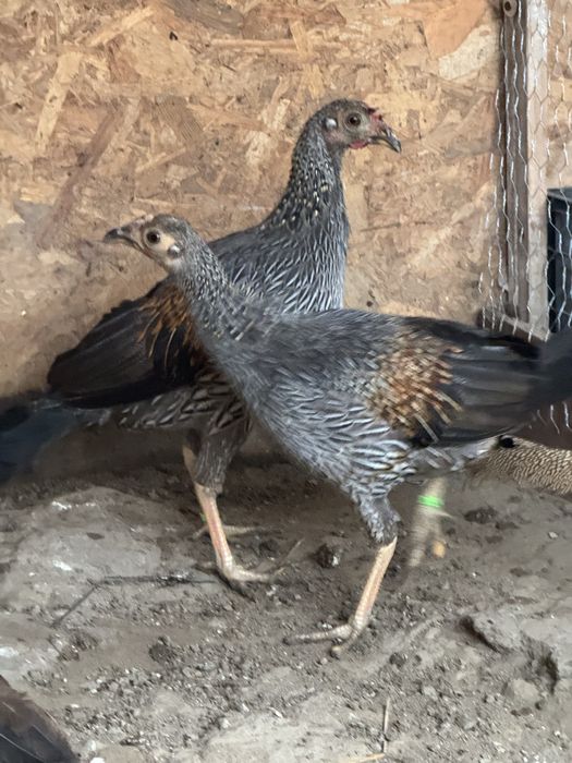 Cocos de jungla gallus sonneratii