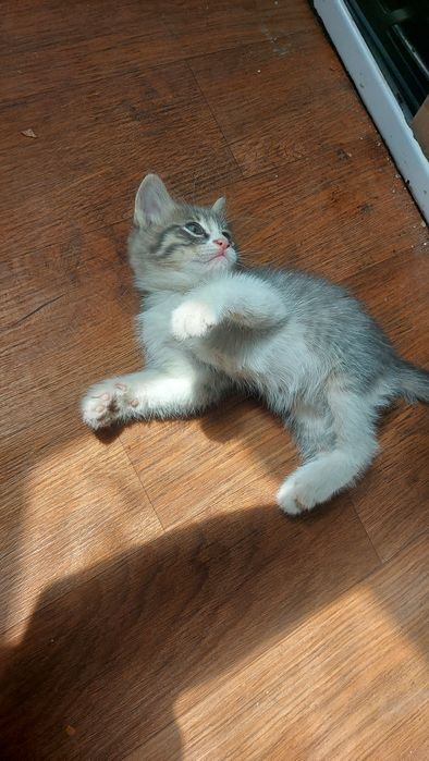 Котёнок девочка игривая