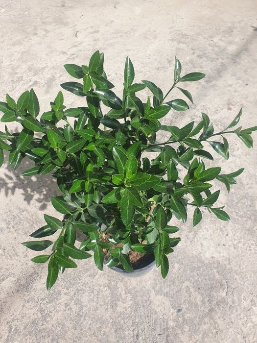 Kustarnik - Enomius Japonica