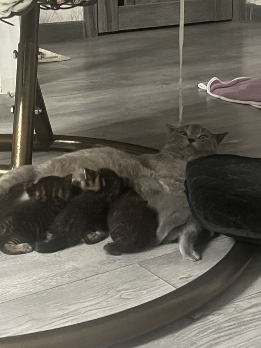 кошка, киса, котенок