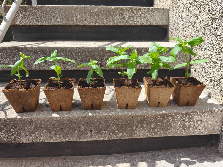 Различни видове цветя