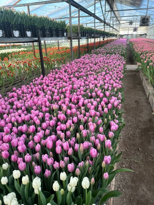 Тюльпаны премиум класса