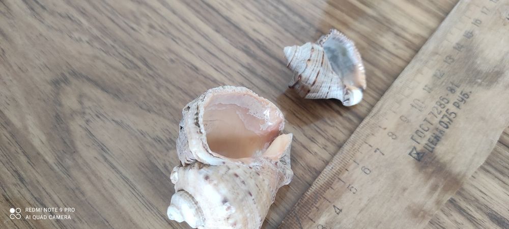 Ракушка морская.