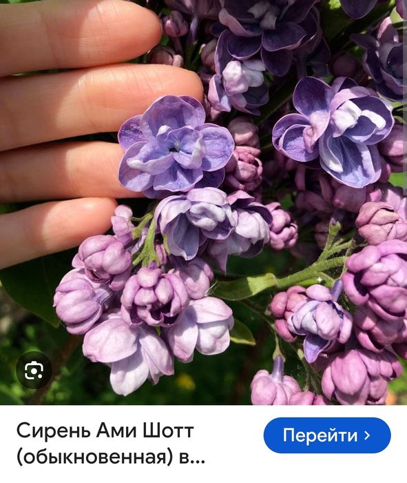 Сирень элитных сортов