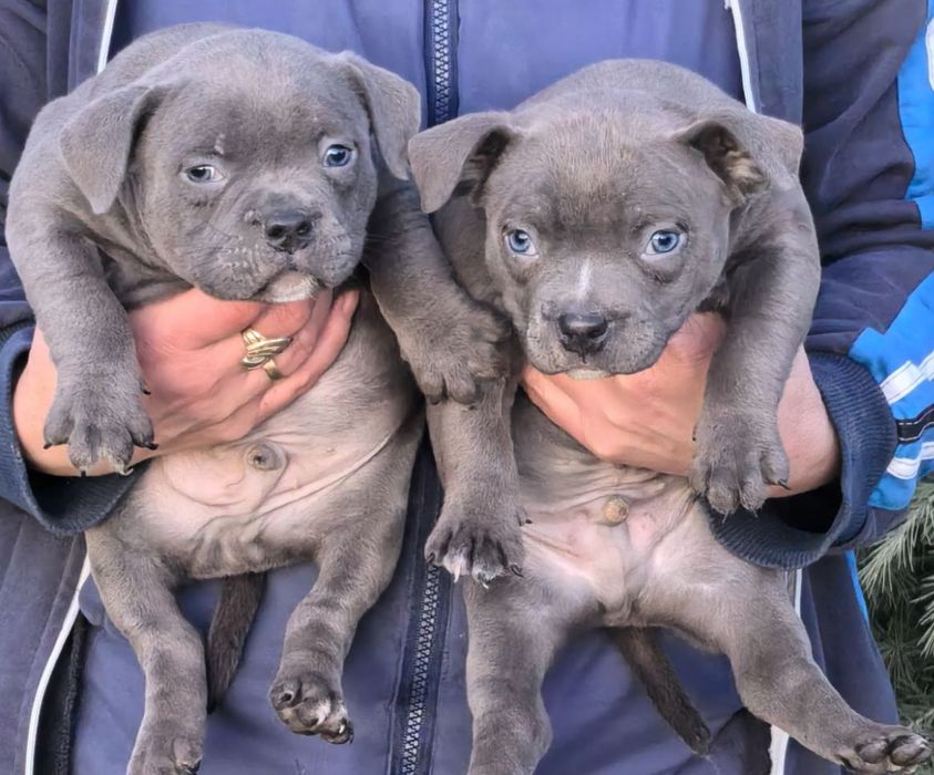 American Bully Pocket / Американско Були Покет