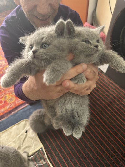 Продаются котята голубого окраса