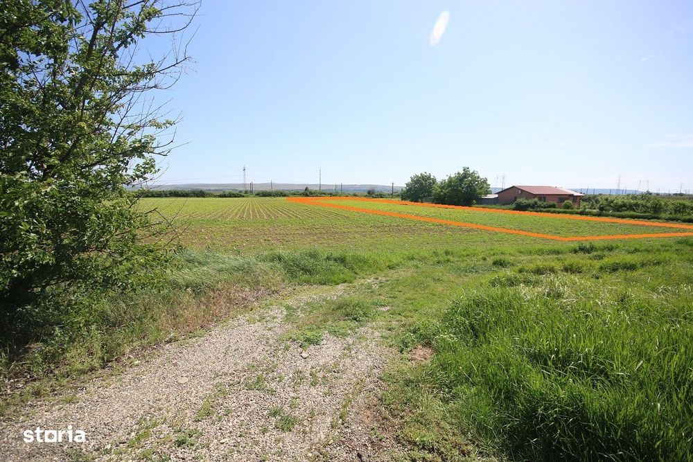 Teren Intrare Racaciuni 7000 mp 29 Latime Stradal E85