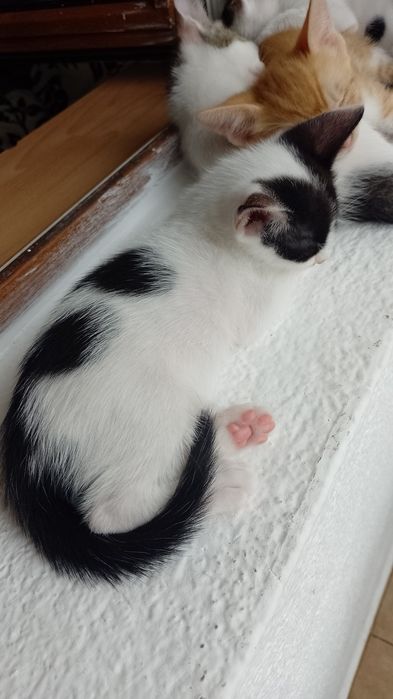 Donez Pui de pisici îngrijite și fara purici