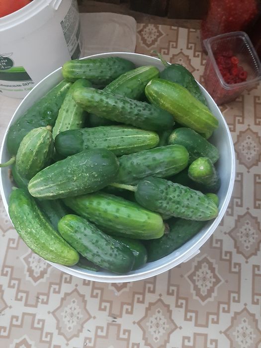 Продаю Дачные огурцы
