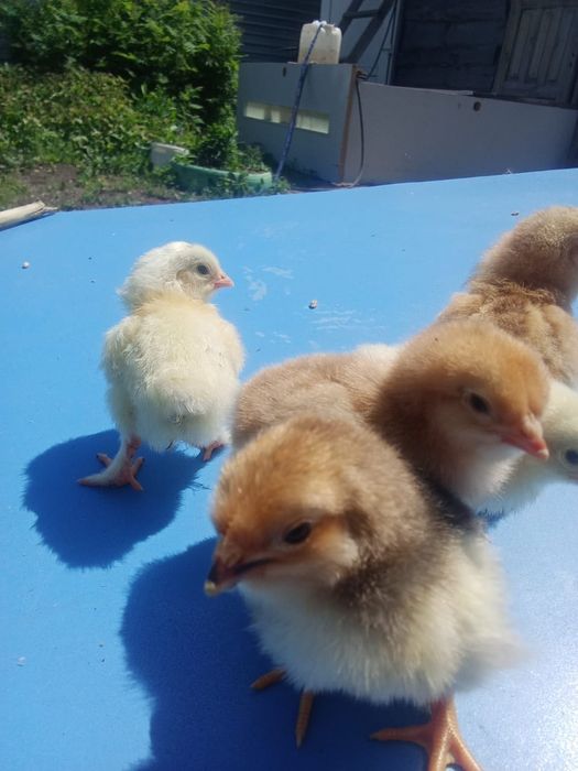 Цыплята домашние