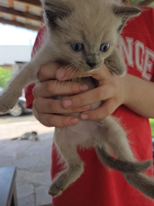 Отдам даром котят