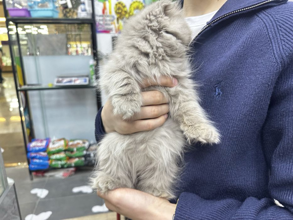 котенок скоттиш фолд 2 месячный