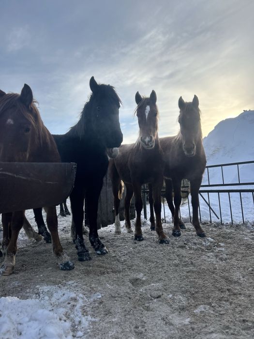 Продаются упитанные тайчики